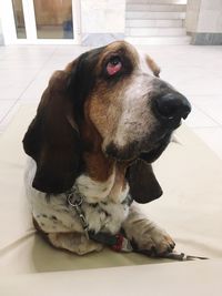 Close-up of a dog looking away