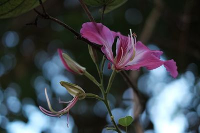 Close-up of pink flowers