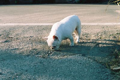 High angle view of dog on road