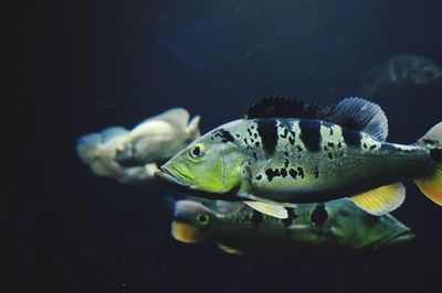 Close-up of fish swimming in aquarium