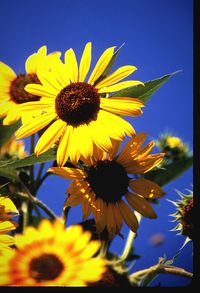 Close-up of sunflower blooming outdoors