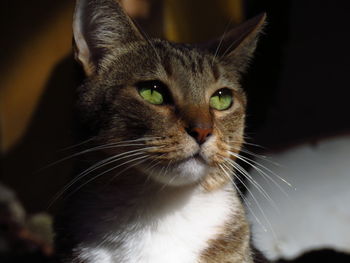 Close-up portrait of a cat