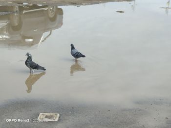 High angle view of birds in lake