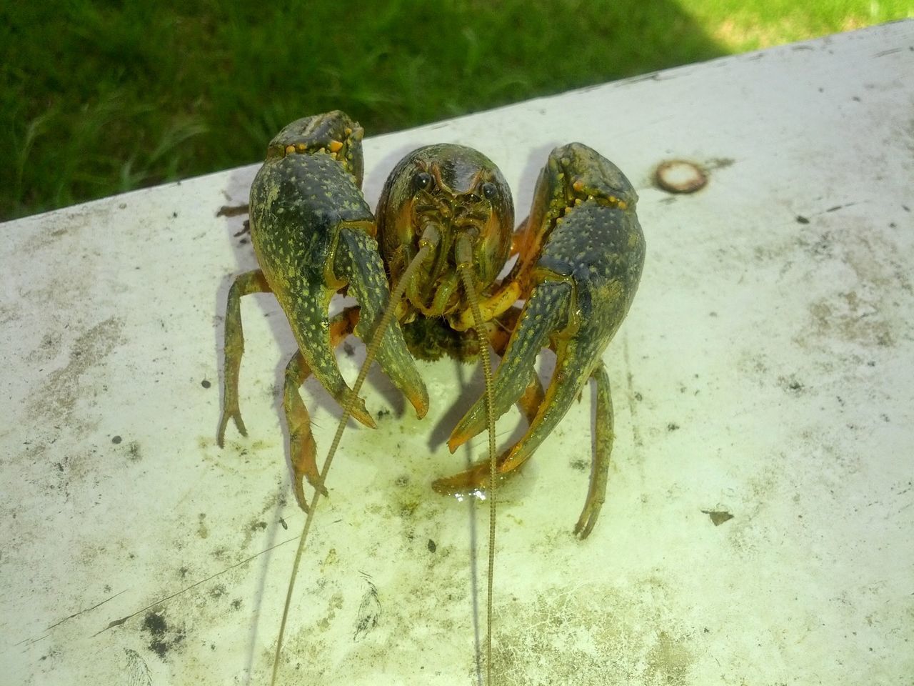 HIGH ANGLE VIEW OF CRAB