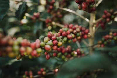 Close-up of berries growing on tree