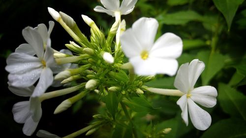 Close-up of white flowers blooming outdoors