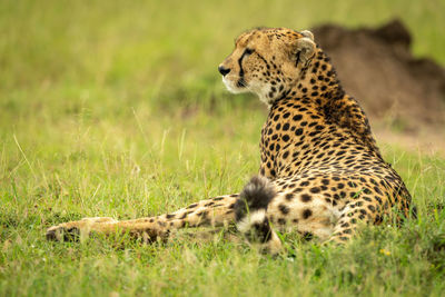 Cheetah lies on grass near termite mound