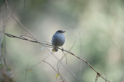 Close-up of bird perching on branch