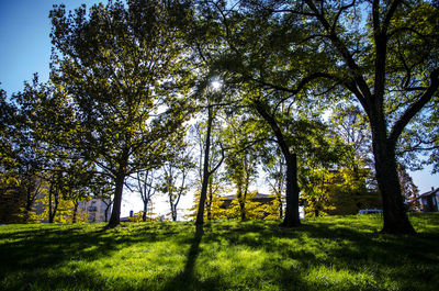 Trees on grassy field