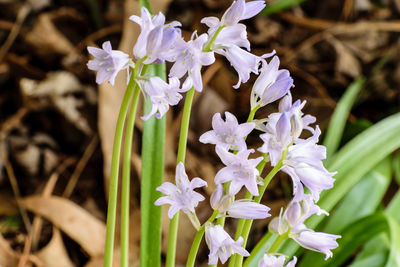 Close-up of purple flowers blooming outdoors