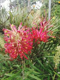 Close-up of red flowers blooming outdoors