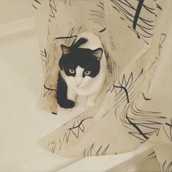 Close-up of cat on paper