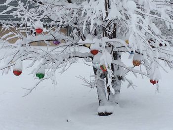 Snow covered trees