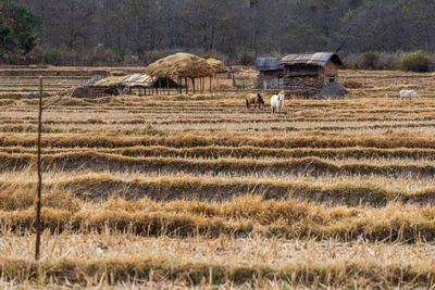 Scenic view of agricultural field