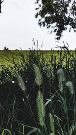Close-up of grass growing on field against sky