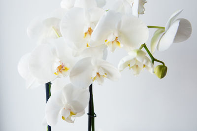 Close-up of white orchid flowers