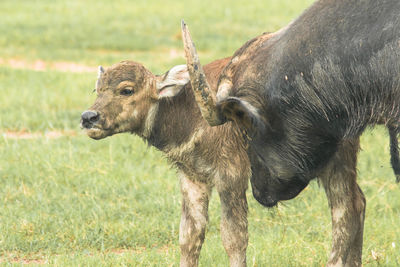 A baby buffalo