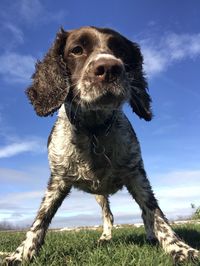 Close-up of a dog on field