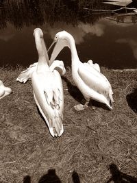 Close-up of swan on water