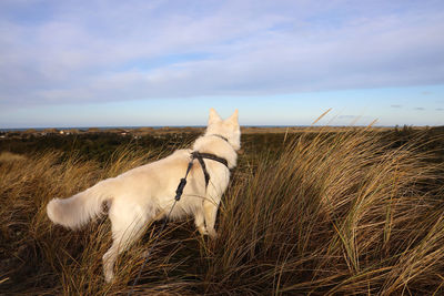 View of a dog on field