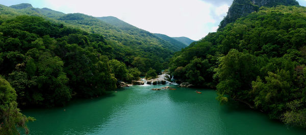 Scenic view of river amidst trees in forest