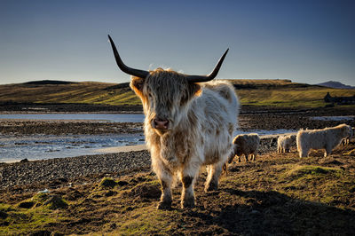 Highland cattle standing on landscape against sky