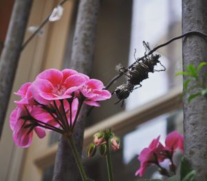 Close-up of pink flowering plant