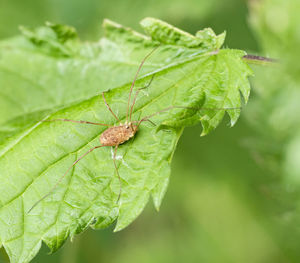 Close-up of insect on leaf