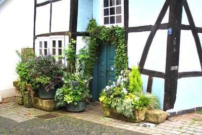 Potted plants against window