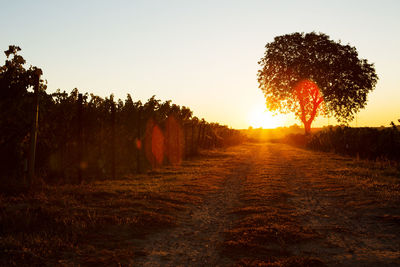 Trees on field against sky during sunset