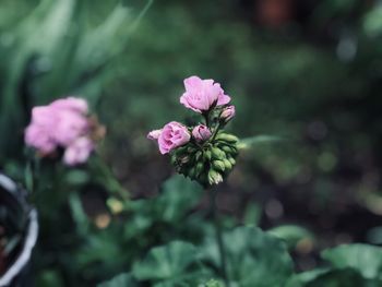 Close-up of pink flowering plant
