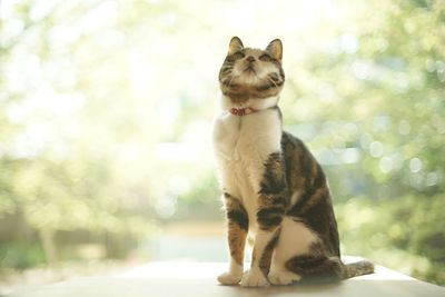 A tabby cat sitting against the background of fresh green