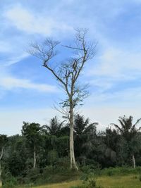 Tree on field against sky