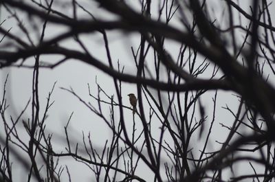 Close-up of bird on tree