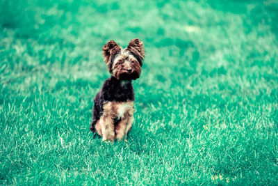 Dog looking away on grass