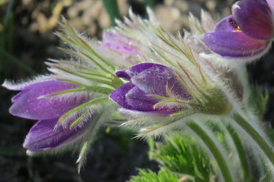 Close-up of purple flowering plant