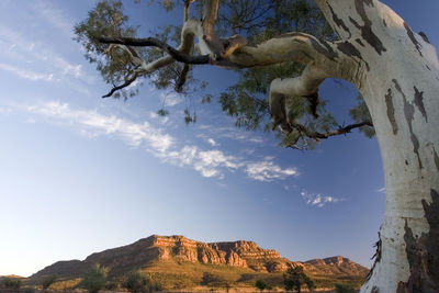 Low angle view of  tree in the flinders rangers