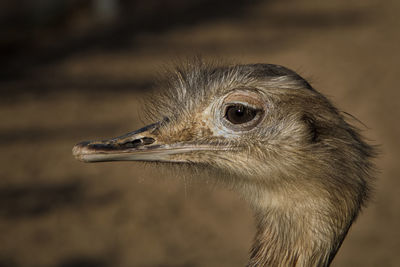 Close-up of a black emu