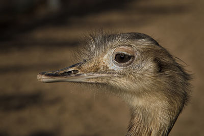 Close-up of a bird