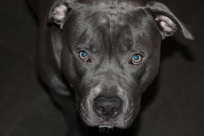 Close-up portrait of dog