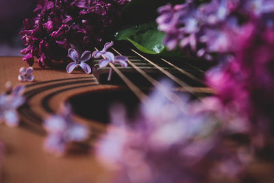 Close-up of purple flowering plant