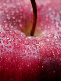 Close-up of raindrops on pink flower