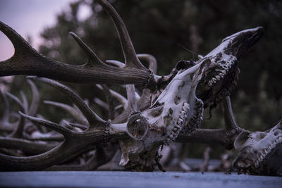 Close-up of skull