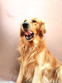 Close-up of a dog looking away