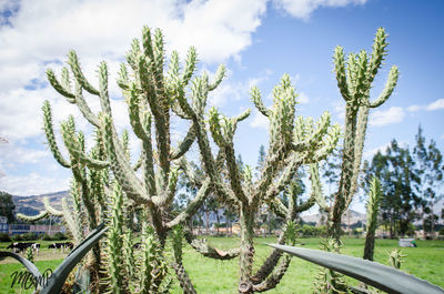 Close-up of tree against sky