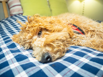 Close-up of a dog