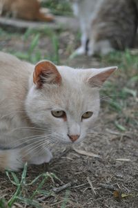 Close-up of cat on field