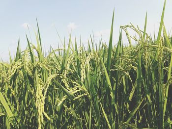 Close-up of wheat growing on field against sky