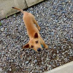 High angle view of dog on stone