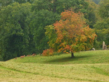 Scenic view of green field and trees